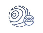 zooplankton Zooplankton